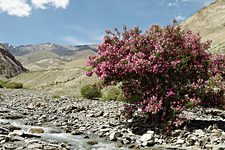 Trail to Yurutse, Hemis National Park, Ladakh, India (2012/07/28)