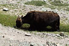 Dzo, Yurutse, Hemis National Park, Ladakh, India (2012/07/28)