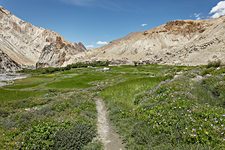 Upper Hankar barley fields, Hemis National Park, Ladakh, India (2012/08/02)