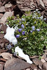 Wildflowers near Gongmaru La, Hemis National Park, Ladakh, India (2012/08/06)