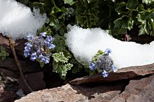 Wildflowers near Gongmaru La, Hemis National Park, Ladakh, India (2012/08/06)