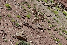 Bharal, near Chuskyurmo, Hemis National Park, Ladakh, India (2012/08/06)