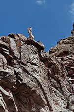 Bharal, near Chuskyurmo, Hemis National Park, Ladakh, India (2012/08/06)