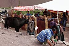 Dzo with local, Shang Sumdo, Hemis National Park, Ladakh, India (2012/08/07)