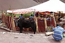 Dzo with local, Shang Sumdo, Hemis National Park, Ladakh, India (2012/08/07)