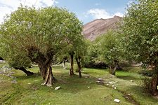 Shang Sumdo green area, Hemis National Park, Ladakh, India (2012/08/07)