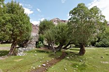 Shang Sumdo green area, Hemis National Park, Ladakh, India (2012/08/07)