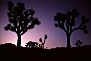 Moonrise over Black Rock campground, Joshua Tree National Park, CA (1992/04/18)