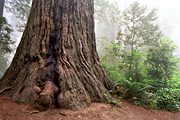 Lady Bird Johnson Grove, Redwoods National Park, CA (2000/08/04)