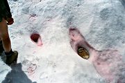 Red algae in snow, San Gorgonio summit, San Bernardino Mountains, CA (1992/07/25)