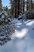 San Bernardino Peak trail, San Bernardino Mountains, CA (1995/06/17)