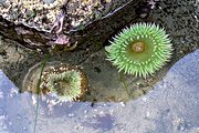 Rialto Beach, Olympic National Park, WA (2000/08/08)