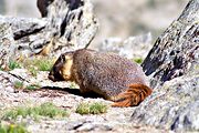 Golden marmot, Bishop Pass, Sierra Nevada Range, CA (1994/07/07)