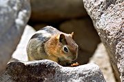 San Gorgonio summit, San Bernardino Mountains, CA (1994/09/02)