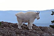 Mountain goat, Harney Peak, Black Hills, SD (1994/09/18)