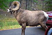 Bighorn ram, Black Hills, SD (1994/09/18)