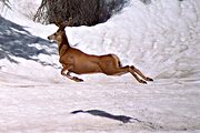 Near Buckskin Pass, Maroon Bells-Snowmass Wilderness, CO (1995/06/26)