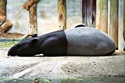 Tapir, Metro Toronto Zoo, Ontario (1995/08/20)