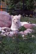 Albino lion, Metro Toronto Zoo, Ontario (1995/08/20)