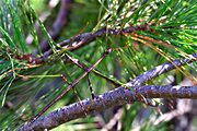 Walking stick, Duncan Knob, Massanutten Mountain, VA (1997/09/27)