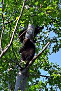 Bear cubs, Piney Ridge, Shenandoah National Park, VA (2000/07/08)