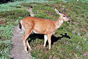 Black-tail deer, Appleton Pass, Olympic National Park, WA (2000/08/09)