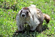 Hoary marmot, Mt. Robson Provincial Park, British Columbia (2004/07/22)