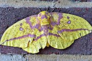 Moth (species unknown), Laurel, MD (2004/08/01)