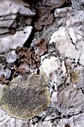 Lichen at Chimney Rocks, Michaux State Forest, PA (2001/05/05)