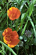 California poppies, San Gabriel Mountains, CA (1994/04/10)