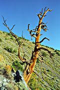 Telescope Peak trail, Death Valley National Monument, CA (1994/06/07)