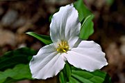 Trillium, Beaver Valley, near Kimberley, Ontario (1995/05/20)