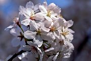 Cherry blossoms, Washington, DC (1998/03/26)