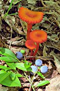 Mushrooms, Appalachian Trail, near Little Gap, PA (2000/07/05)