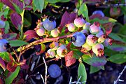 Blue Mountain blueberries, near Palmerton, PA (2000/07/02)