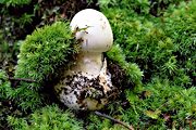 Amanita mushroom, near Signal Knob, Shenandoah National Park, VA (2001/09/15)