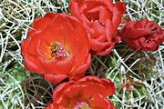 Cactus blooms, Mazourka Canyon, near Independence, CA (2005/05/08)