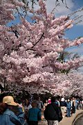 Tidal basin cherry blossoms, Washington, DC (2006/04/02)