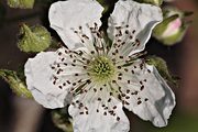 Blackberry blossom, Blue Mountain, near Palmerton, PA (2006/05/29)